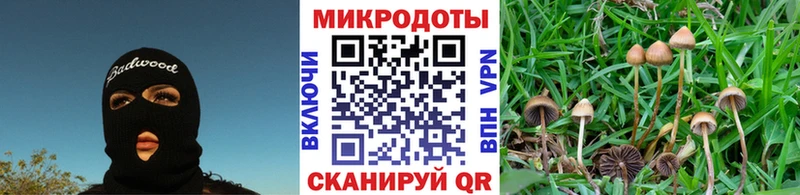 Галлюциногенные грибы Psilocybe Теберда